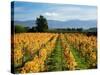 Schubert Vineyard, Martinborough, Wairarapa, North Island, New Zealand-David Wall-Stretched Canvas