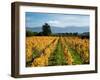 Schubert Vineyard, Martinborough, Wairarapa, North Island, New Zealand-David Wall-Framed Premium Photographic Print