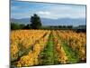 Schubert Vineyard, Martinborough, Wairarapa, North Island, New Zealand-David Wall-Mounted Premium Photographic Print