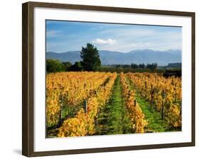 Schubert Vineyard, Martinborough, Wairarapa, North Island, New Zealand-David Wall-Framed Photographic Print