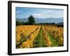 Schubert Vineyard, Martinborough, Wairarapa, North Island, New Zealand-David Wall-Framed Photographic Print