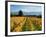 Schubert Vineyard, Martinborough, Wairarapa, North Island, New Zealand-David Wall-Framed Photographic Print