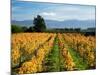 Schubert Vineyard, Martinborough, Wairarapa, North Island, New Zealand-David Wall-Mounted Photographic Print