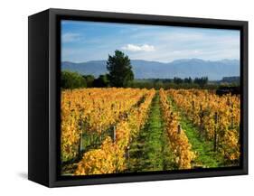 Schubert Vineyard, Martinborough, Wairarapa, North Island, New Zealand-David Wall-Framed Stretched Canvas