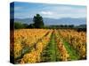 Schubert Vineyard, Martinborough, Wairarapa, North Island, New Zealand-David Wall-Stretched Canvas