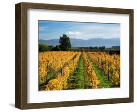 Schubert Vineyard, Martinborough, Wairarapa, North Island, New Zealand-David Wall-Framed Photographic Print