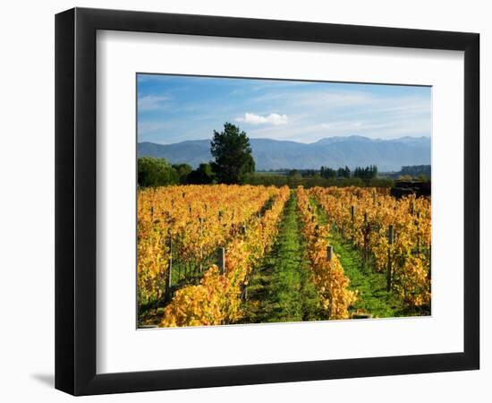 Schubert Vineyard, Martinborough, Wairarapa, North Island, New Zealand-David Wall-Framed Photographic Print