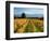 Schubert Vineyard, Martinborough, Wairarapa, North Island, New Zealand-David Wall-Framed Photographic Print