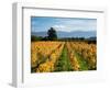 Schubert Vineyard, Martinborough, Wairarapa, North Island, New Zealand-David Wall-Framed Photographic Print