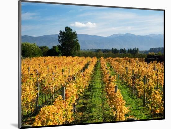 Schubert Vineyard, Martinborough, Wairarapa, North Island, New Zealand-David Wall-Mounted Photographic Print