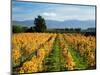 Schubert Vineyard, Martinborough, Wairarapa, North Island, New Zealand-David Wall-Mounted Photographic Print