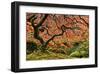 Schwartz - Autumn Magnificence-Don Schwartz-Framed Art Print