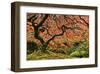 Schwartz - Autumn Magnificence-Don Schwartz-Framed Art Print