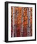 Schwartz - Autumn Splendor-Don Schwartz-Framed Art Print