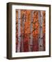 Schwartz - Autumn Splendor-Don Schwartz-Framed Art Print