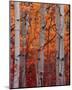 Schwartz - Autumn Splendor-Don Schwartz-Mounted Art Print