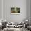 Schwartz - Bathed in Morning Light-Don Schwartz-Premium Giclee Print displayed on a wall