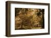 Schwartz - Bathed in Morning Light-Don Schwartz-Framed Art Print