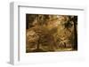 Schwartz - Bathed in Morning Light-Don Schwartz-Framed Art Print