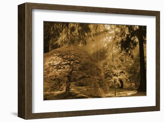 Schwartz - Bathed in Morning Light-Don Schwartz-Framed Art Print