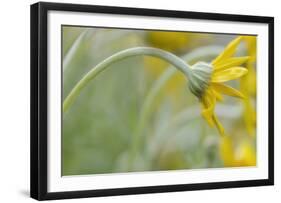 Schwartz - Bending Daisy-Don Schwartz-Framed Art Print