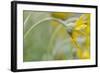 Schwartz - Bending Daisy-Don Schwartz-Framed Art Print