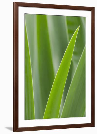 Schwartz - Blades of Green-Don Schwartz-Framed Premium Giclee Print