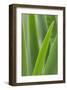 Schwartz - Blades of Green-Don Schwartz-Framed Art Print