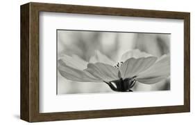 Schwartz - Delicate Cosmos-Don Schwartz-Framed Art Print