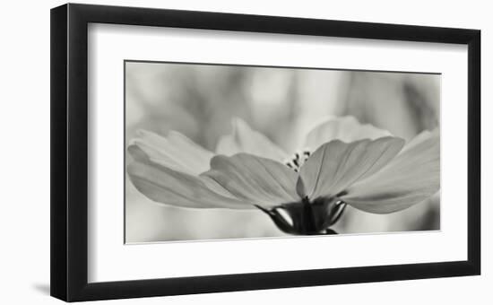 Schwartz - Delicate Cosmos-Don Schwartz-Framed Art Print