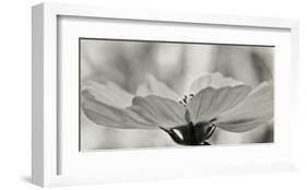 Schwartz - Delicate Cosmos-Don Schwartz-Framed Art Print