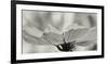 Schwartz - Delicate Cosmos-Don Schwartz-Framed Art Print