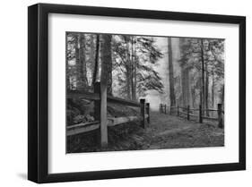 Schwartz - Down the Misty Path-Don Schwartz-Framed Art Print