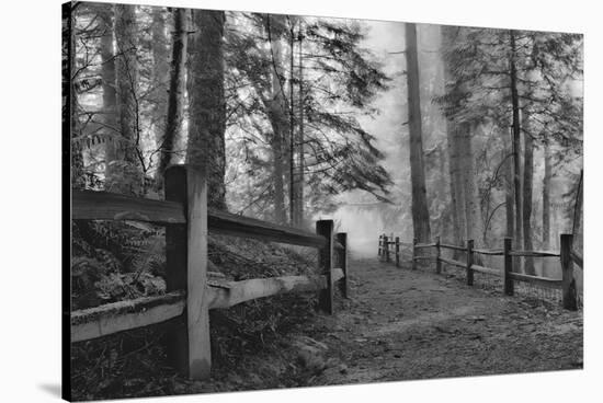 Schwartz - Down the Misty Path-Don Schwartz-Stretched Canvas