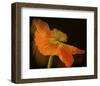 Schwartz - Dramatic Orange Poppy-Don Schwartz-Framed Art Print