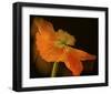 Schwartz - Dramatic Orange Poppy-Don Schwartz-Framed Art Print