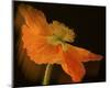 Schwartz - Dramatic Orange Poppy-Don Schwartz-Mounted Art Print