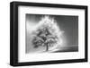 Schwartz - Enlightened Tree-Don Schwartz-Framed Art Print