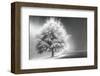 Schwartz - Enlightened Tree-Don Schwartz-Framed Art Print