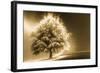 Schwartz - Enlightened Tree-Don Schwartz-Framed Art Print