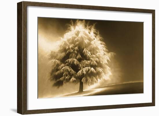 Schwartz - Enlightened Tree-Don Schwartz-Framed Art Print