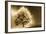 Schwartz - Enlightened Tree-Don Schwartz-Framed Art Print