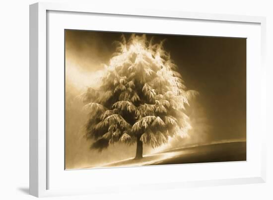 Schwartz - Enlightened Tree-Don Schwartz-Framed Art Print