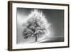 Schwartz - Enlightened Tree-Don Schwartz-Framed Art Print