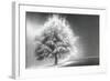 Schwartz - Enlightened Tree-Don Schwartz-Framed Art Print