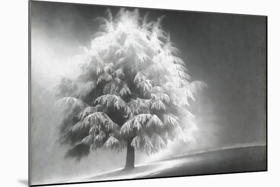 Schwartz - Enlightened Tree-Don Schwartz-Mounted Art Print