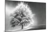 Schwartz - Enlightened Tree-Don Schwartz-Mounted Art Print