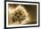 Schwartz - Enlightened Tree-Don Schwartz-Framed Art Print