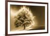 Schwartz - Enlightened Tree-Don Schwartz-Framed Art Print