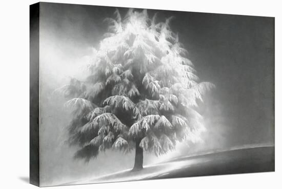 Schwartz - Enlightened Tree-Don Schwartz-Stretched Canvas